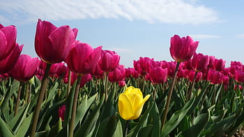 tulipány, žárovky, tulipán, jaro, žárovka, Holandsko, Tulipán pole, květ, Nizozemí, rostlina, holandské krajiny