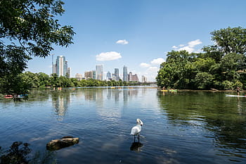 white, bird, standing, body, water, daytime, Austin, Texas, Ladybird, Town Lake, austin, texas