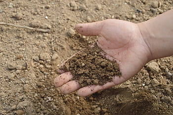 persona, detenzione, Marrone, suolo, mano, azienda agricola, giardino, fertilizzante, concime, biologico, sporco
