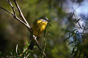 žlutý breasted robin, ptáků, australský, volně žijících živočichů, Příroda, barva, pozorování ptáků, ornitologie, zimní