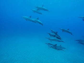 水中を泳ぐイルカ、 学校、 イルカ、 写真、 水中、 海、 青、 魚、 海中、 海の生物、 動物の大規模なグループ