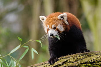 Red Panda, red panda on tree, tree, wildlife, nature, forest, animal, cute, fluffy, endangered species, leaf