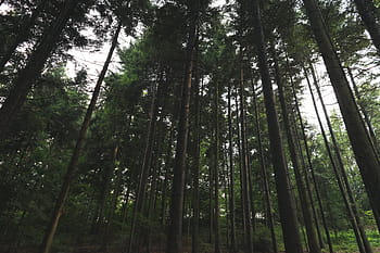 low, angle photograph, pine trees, angle, three, trunks, daytime, trees, forest, woods, nature