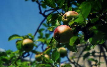 mere, măr, copaci, natură, grădină, plante, fruct, alimente, verde, roșu, albastru
