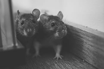 Rat, Color, Sweet, Smart, Rodent, color rats, nager, animal, ears, mammal, fur