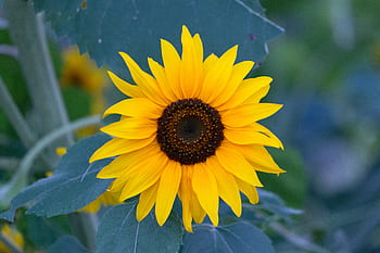 bright, yellow, sunflower, garden, spring, leaves, organic, nature, outdoors, environment, growth