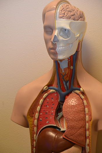 člověk, respirační, systém manekýn, lékařský, anatomie, Věda, anatomický, tělo, biologie, plíce, orgán