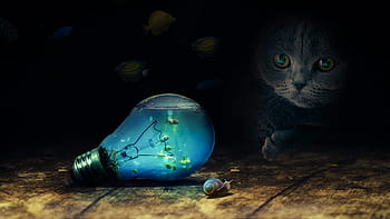 fotografie, kočka, sledování, žárovka, hlemýžď, proud, světlo, Ryby, modrý, photoshop, manipulace
