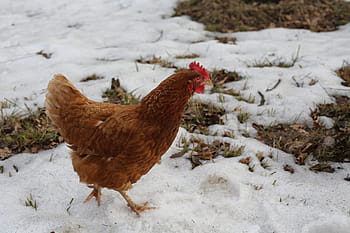 Chicken, Bird, Cock, Village, Chickens, hen, kura, poultry, chick, corydalis, farm