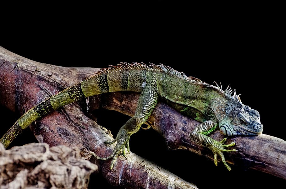 iguana, lizard, outdoor, close-up, tree, leisure, dragon, green, view, brown, creature
