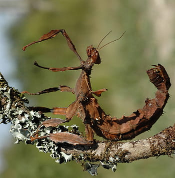 Stick Insect, Scorpion, Wood, Mimicry, stick insect scorpion, australia, insect, animal, day, close-up, animals in the wild