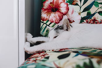kursi, bersantai, membelai, hewan, imut, kucing, kucing putih, sedang tidur, manis, tidur sebentar, kelucuan