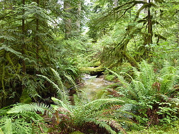 green, forest, daytime, Fern, Rainforest, Nature, Jungle, Green, jungle, tree, green Color, plant