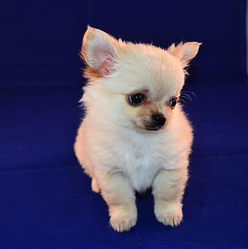 white, long-haired chihuahua puppy, long-haired, Chihuahua, puppy, sweet, little dog, tiny, animal, pet, dogs