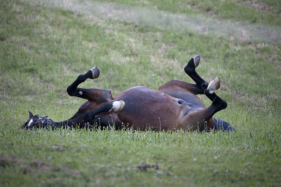 brown, lying, grass, Horse, Mare, Rolling, Meadow, wälzend, pasture, animals in the wild, animal themes