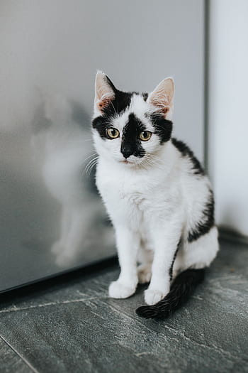 mascota, gato, gato blanco, gatito, lindo, blanco