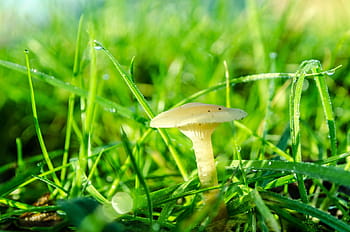 grzyb w pobliżu trawy, brązowy, dzień, grzyby, trawa, rozwój, wzrost, Grzyb, mikologia, Natura, roślina