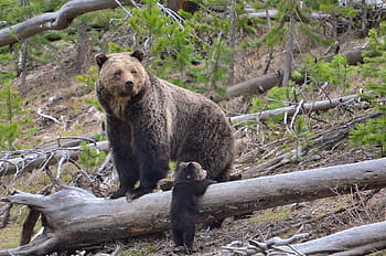 grizzly, beruang, hutan belantara, Beruang Coklat, Menabur, Cub, Perempuan, Potret, margasatwa, alam, mencari