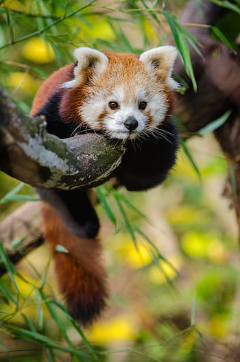 rød, panda, træ gren, dyr, nuttet, rød panda, træ, dyreliv, Zoo, et dyr, dyr i naturen
