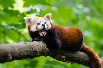 Červené, panda, větev, během dne