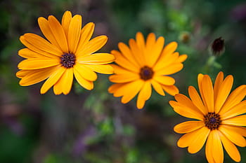 close, shot, yellow, flowers, captured, summer time, Close up shot, nature, flower, plant, summer