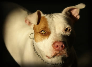 adult, bronza, alb, american pit bull terrier, focalizați fotografia, Pitbull, câine, animale domestice, animal de companie, canin