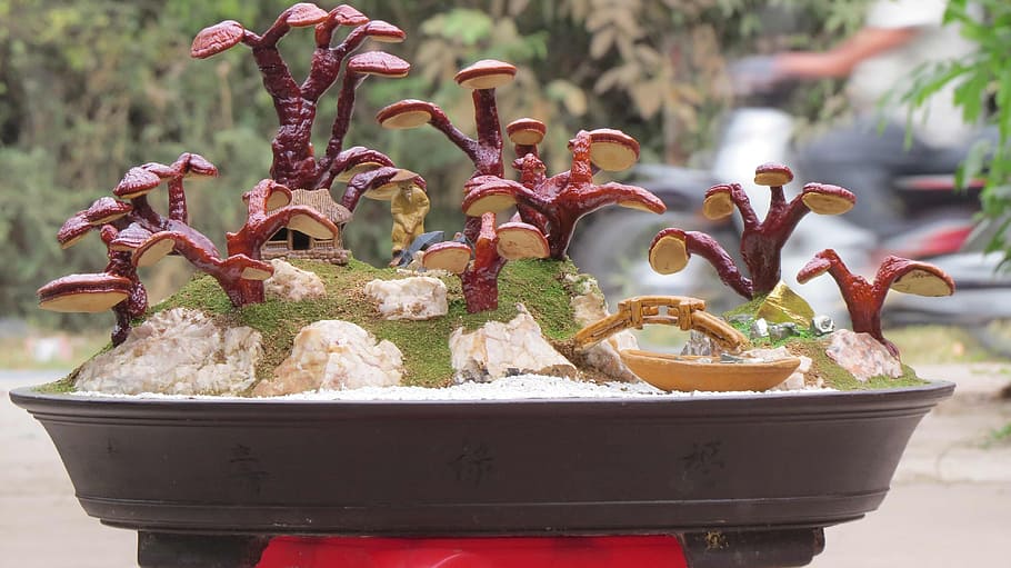 krajina reishi, ganoderma lucidum krajina, miniatury ganoderma, ganoderma bonsai