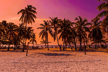 grau, Kokosnussbäume, Volleyball, Netz, Karibik, Strand, Sonnenuntergang, Urlaub, Meer, Palmen, Bacardi Island
