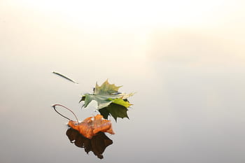 Due, verde, rosso, acero, le foglie, foglie d'acero, autunno, natura, di stagione, ambiente