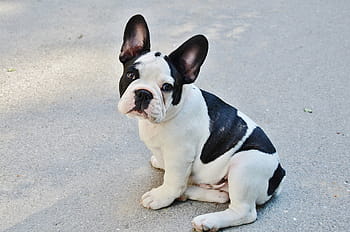 black, white, boston terrier puppy, focus photo, dog, puppy, pet, animals, bulldog, puff, mischief
