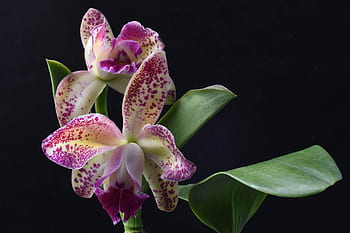 blc, pauwela puntíky, orchidej, květ, hybridní, kvetoucí, detailní, černé pozadí