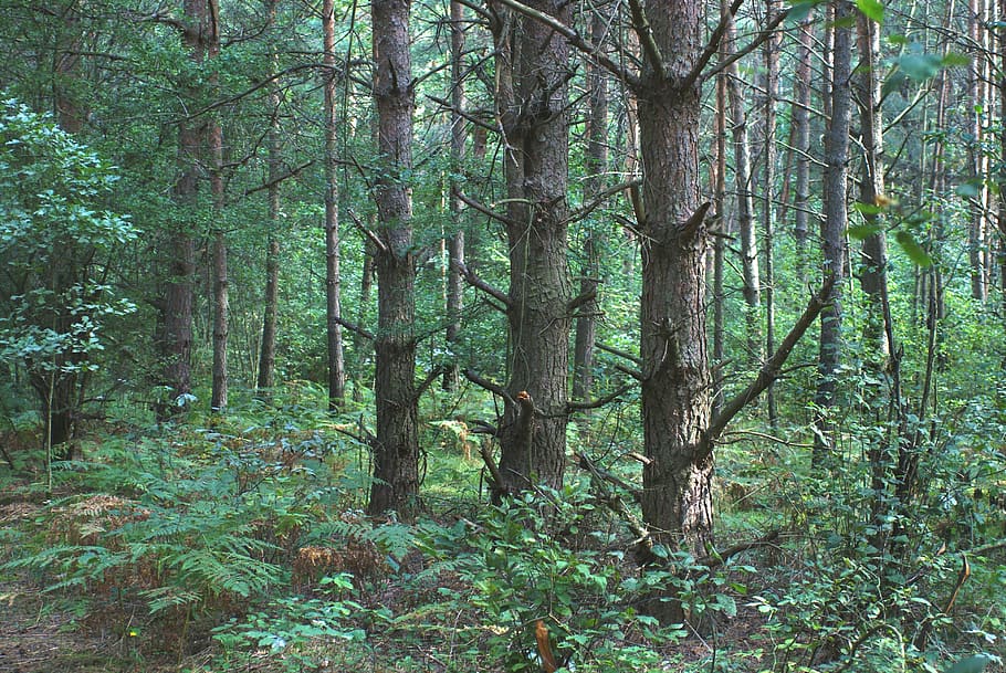 strom, borovice, les, Příroda, krajina, mlhovky, lesy, jedle, pódium, zelená, jedl