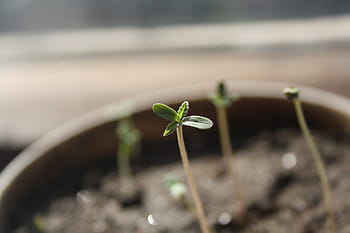 selektivní, zaostřovací fotografie, zelená, listoval, sazenice, konopí, marihuana, rostlina, růst, život, list