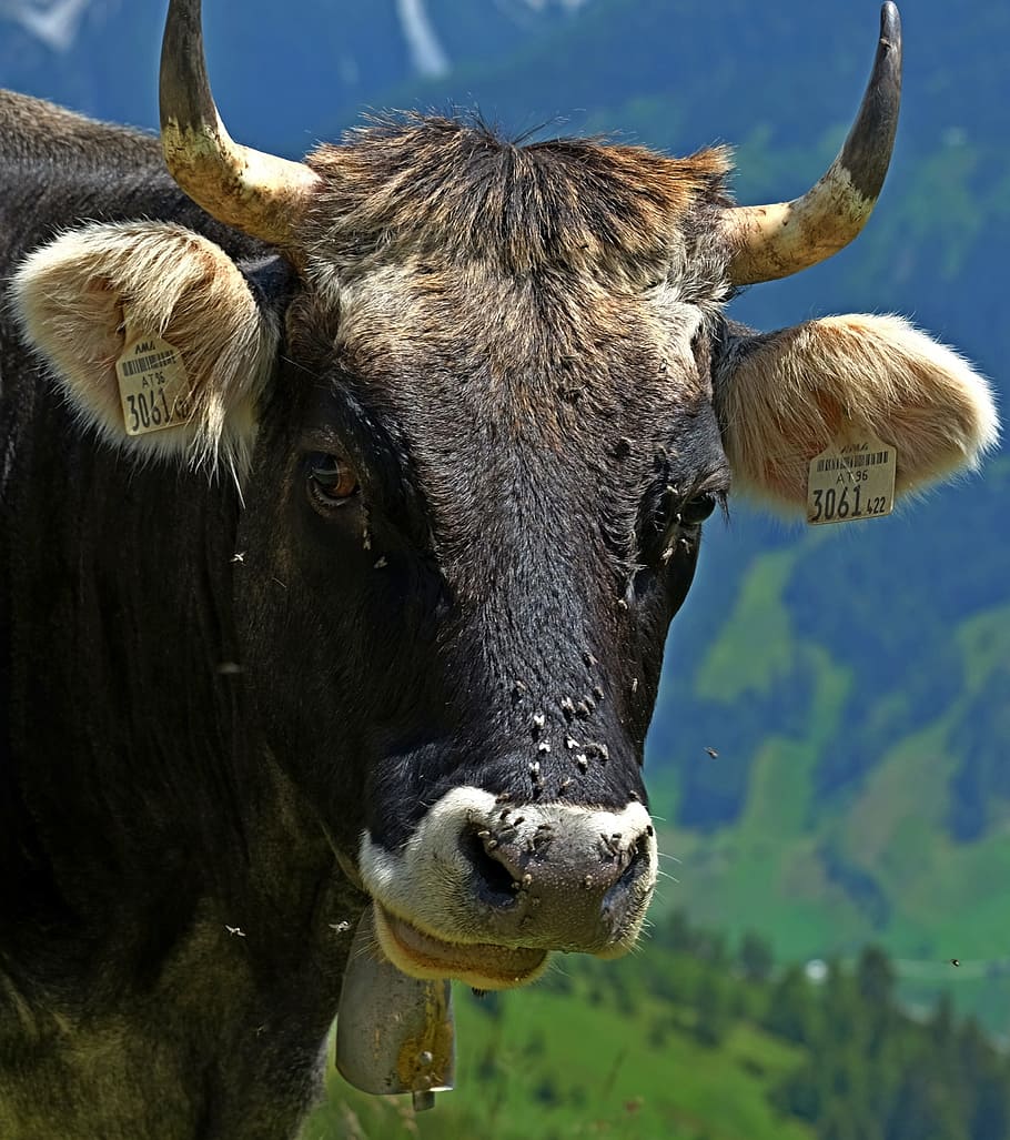 kráva, allgäu, viehscheid, skotu, rohy, zemědělství, allgäu hnědá, zvíře, hospodařit, hospodářských zvířat, pastvina