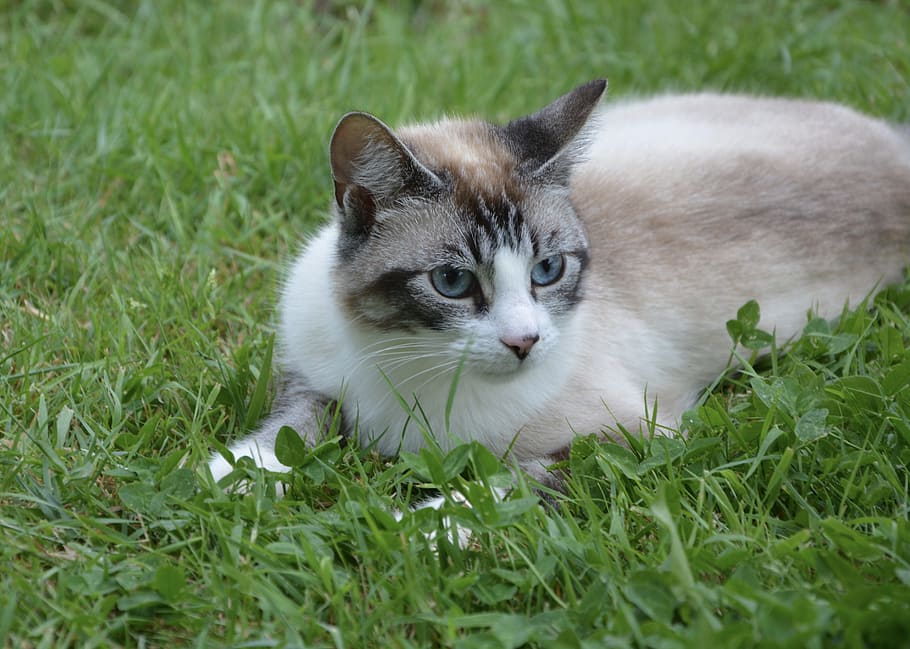 Marrone, bianca, posa, verde, erba, gatto, occhi blu, felino, animale, natura, occhi azzurri di gatto