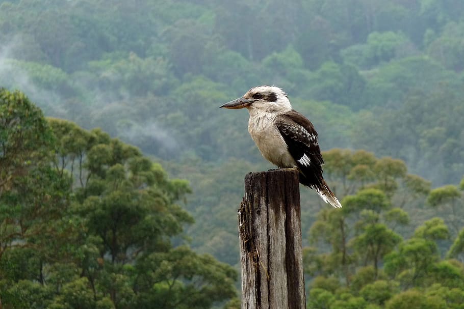 gray, brown, bird perching, tree trunk, Kookaburra, Montville, Sunshine Coast, aussie icon, one animal, animal themes, animals in the wild