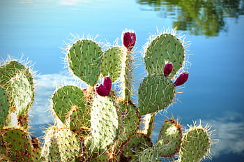 shallow, focus photography, green, cactus plant, cactus, cactus apples, prickly pear, plant, natural, blossom, bloom