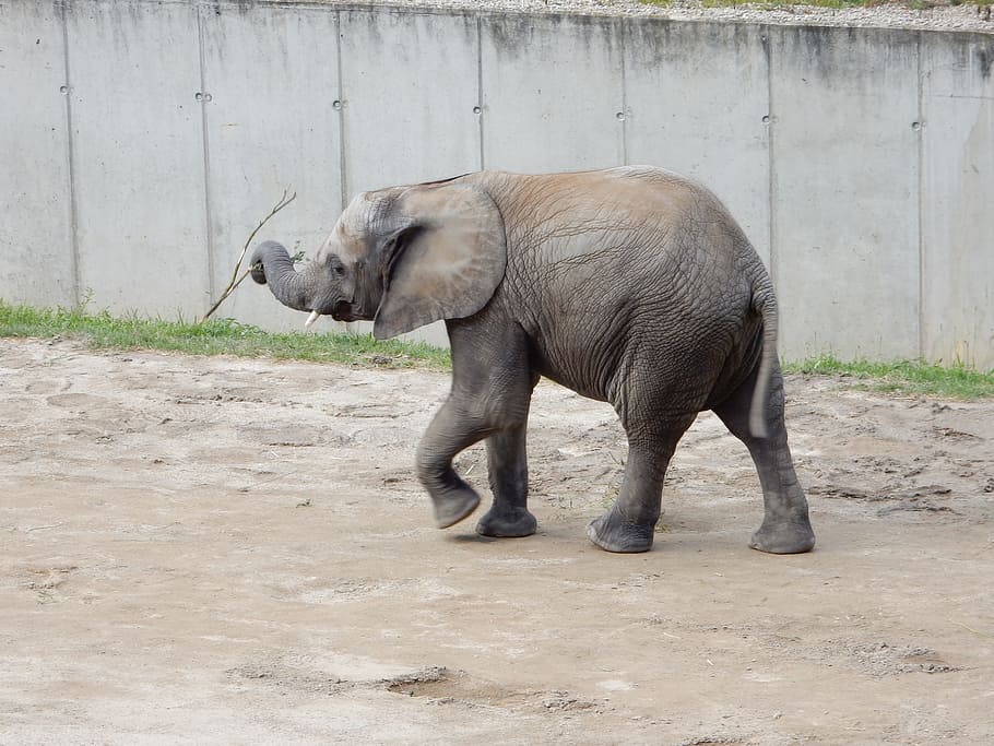 elephant, baby elephant, Elephant, Baby, baby elephant, african bush elephant, young elephant, proboscis, pachyderm, mammals, play, elephant's child