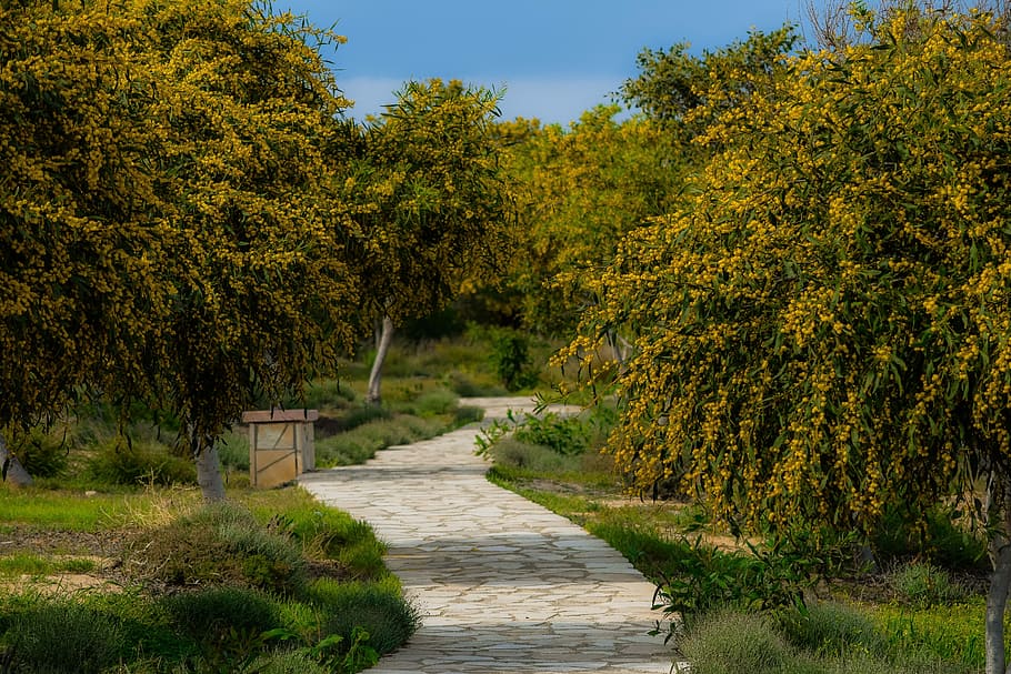 tree, landscape, path, grove, spring, season, makronissos, ayia napa, cyprus