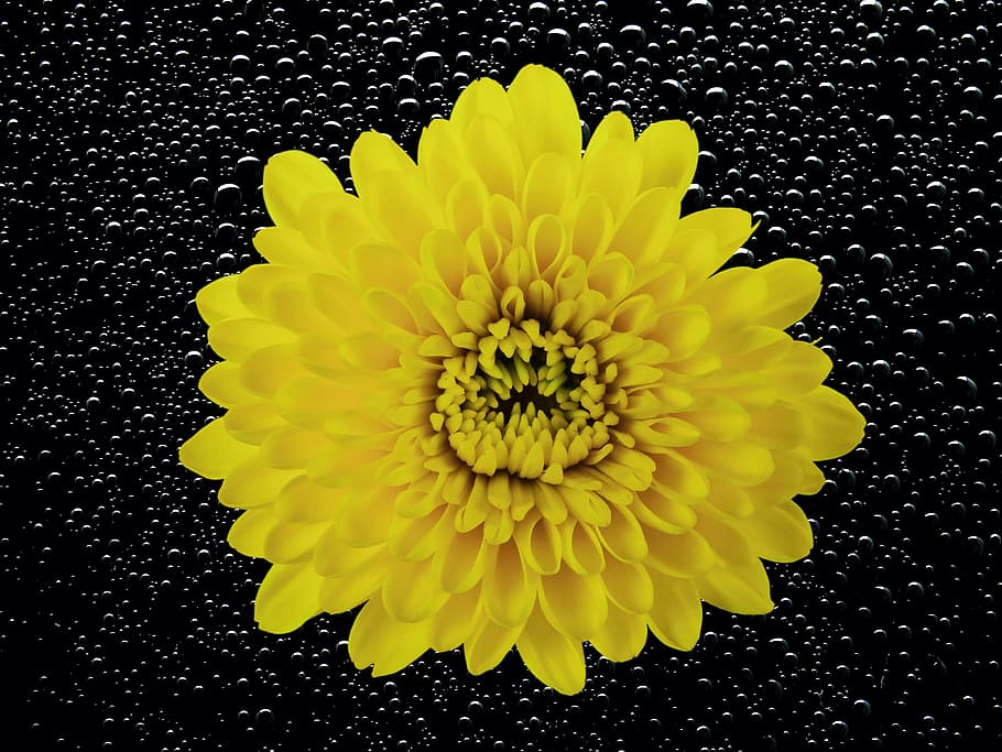 flower, blossom, bloom, chrysanthemum, nature, plant, summer, spring, yellow flower, water, dripping
