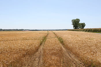 agriculture, blue, bread, copy, copyspace, copy-space, corn, cornfield, cultivation, farm, farmer