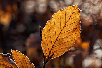selettivo, fotografia a fuoco, Marrone, foglia, le foglie, fogliame autunnale, autunno, luce autunnale, luce posteriore, ghiaccio, foglie d'autunno