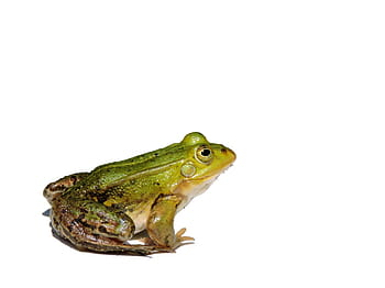 green, frog, white, background, Pond, Frog, Water Frog, Amphibian, frog pond, one animal, animal wildlife, reptile