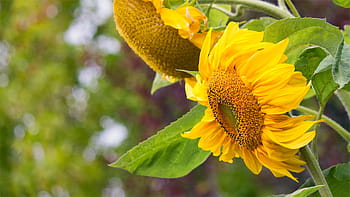 selective, focus photography, full-bloomed sunflower, closeup, sunflower, yellow, sunflowers, flower, fragility, nature, beauty in nature