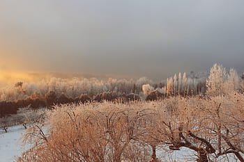 snow, covered, field, tall, trees, ice, frozen, freezing, cold, zing, winter
