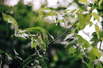 jardim, chuva, folhas, árvores, paralelepípedos, galho, Úmido, primavera
