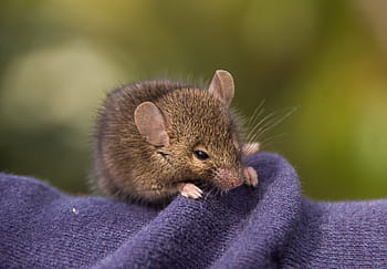 brown, mouse, shallow, focus photography, antechinus, marsupial mouse, marsupial, native, queensland, australia, wild