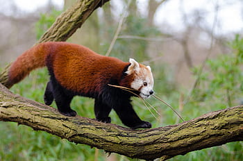 red panda, red panda biting stick, red panda on tree, red panda in nature, red panda wildlife, red panda animal, red panda behavior, red panda habitat, red panda close-up, red panda outdoors, red panda branch
