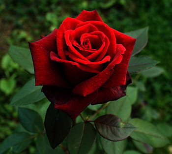 plant, red rose, flower, red, garden, green, love, spike, rose - Flower, nature, petal