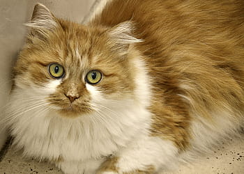 orange, white, cat, prone, surface, long haired, domestic cat, mieze, adidas, cat's eyes, pet